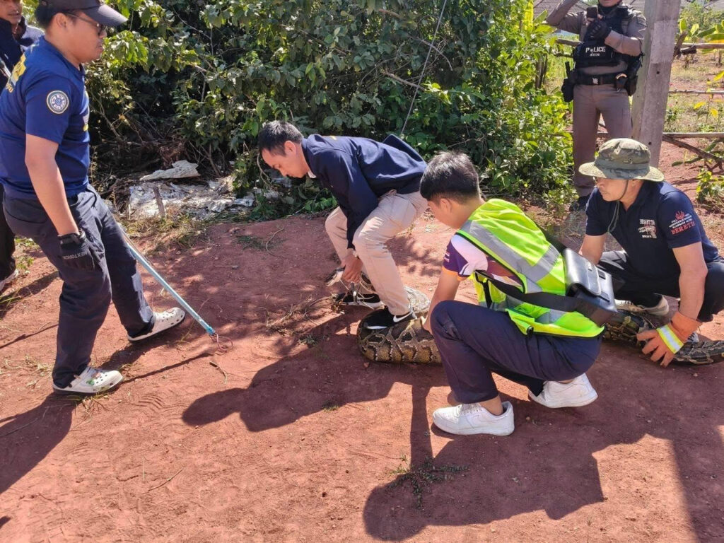 Giant Python Caught in Khon Kaen After Eating Local Dog