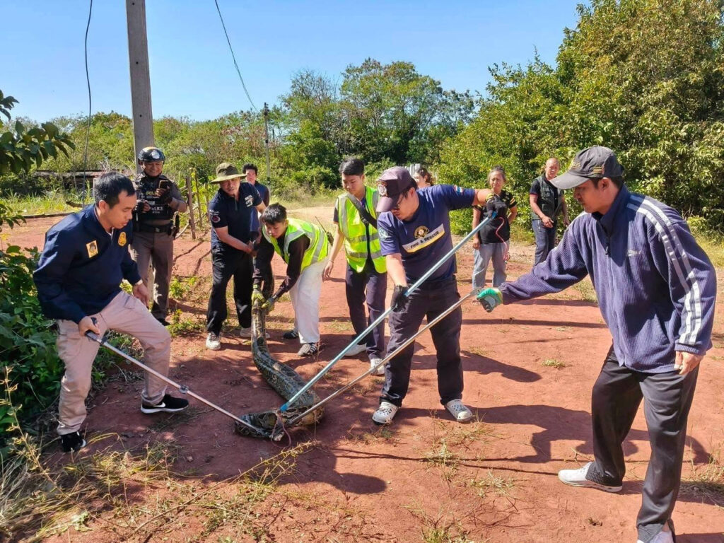 Giant Python Caught in Khon Kaen After Eating Local Dog