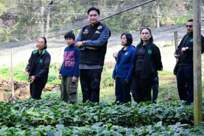 One Million Coffee Trees" Project in Chiang Rai