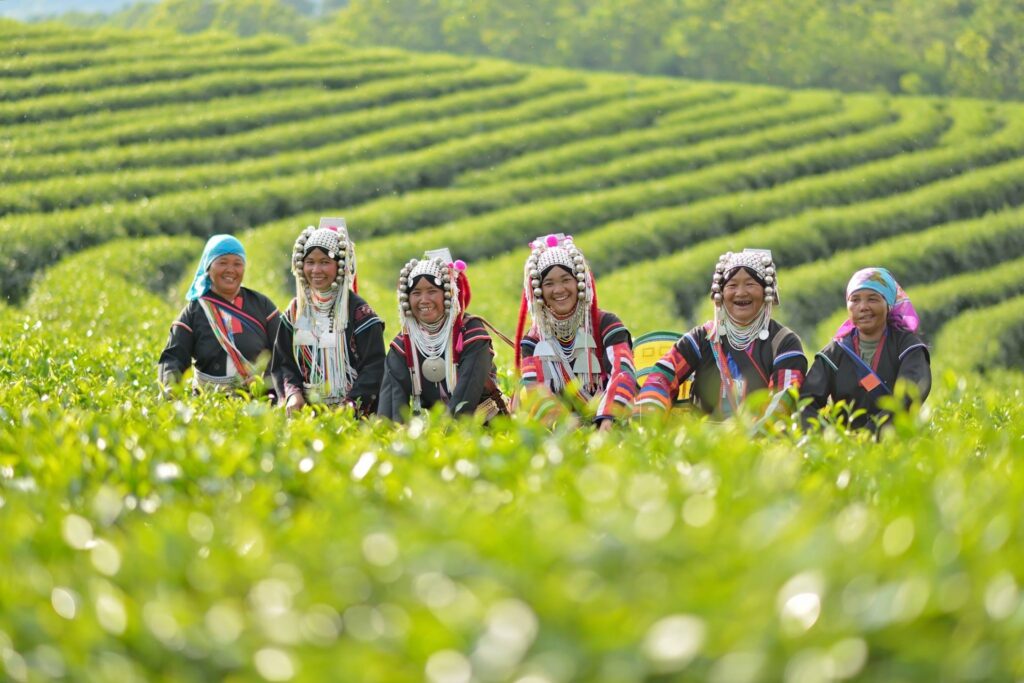 Choui Fong Tea Plantation