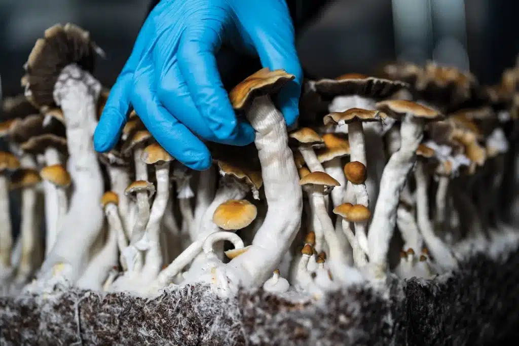 Mushrooms: Not Just for Dinner