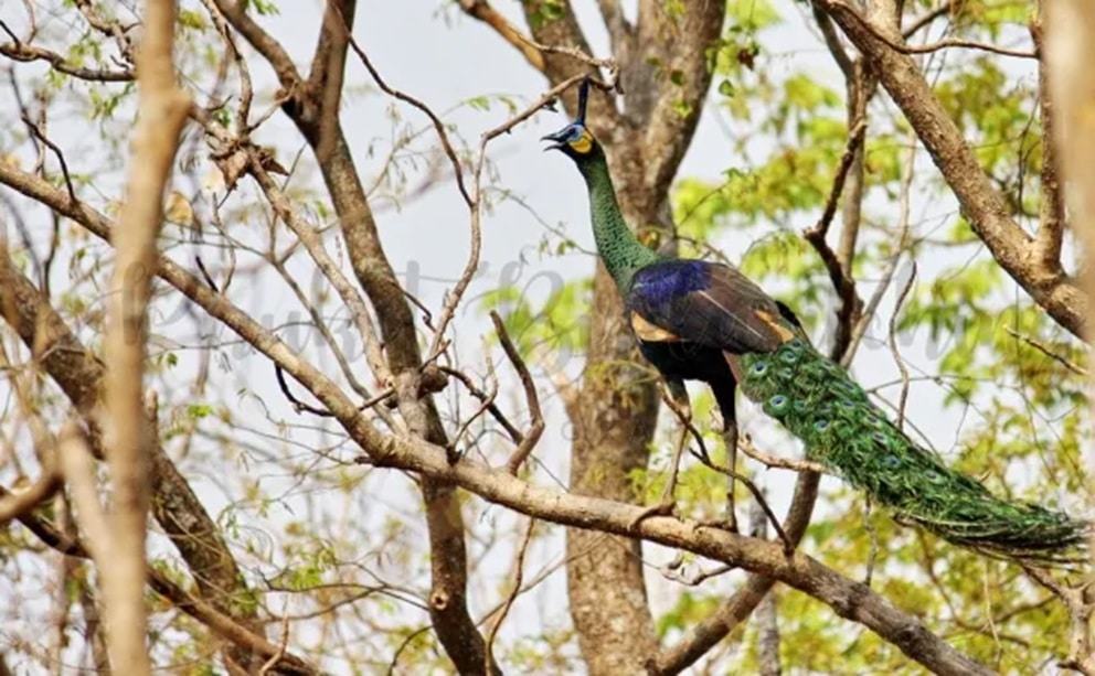 Huai Krai Royal Project