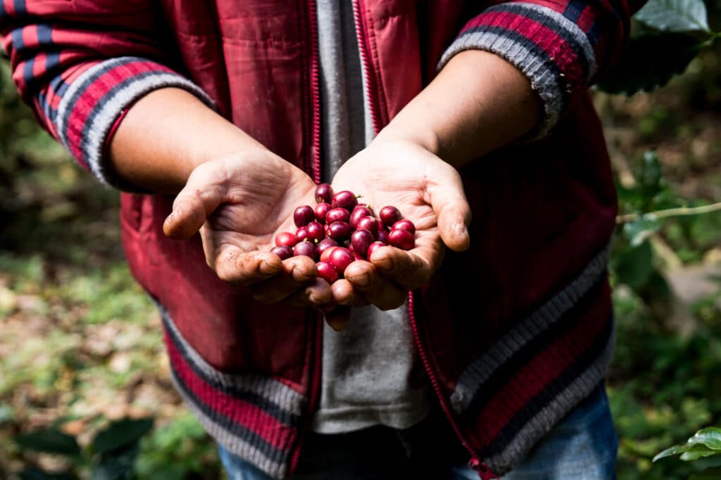 arabica coffee farmers chiang rai