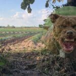 Pittbull kills farmer