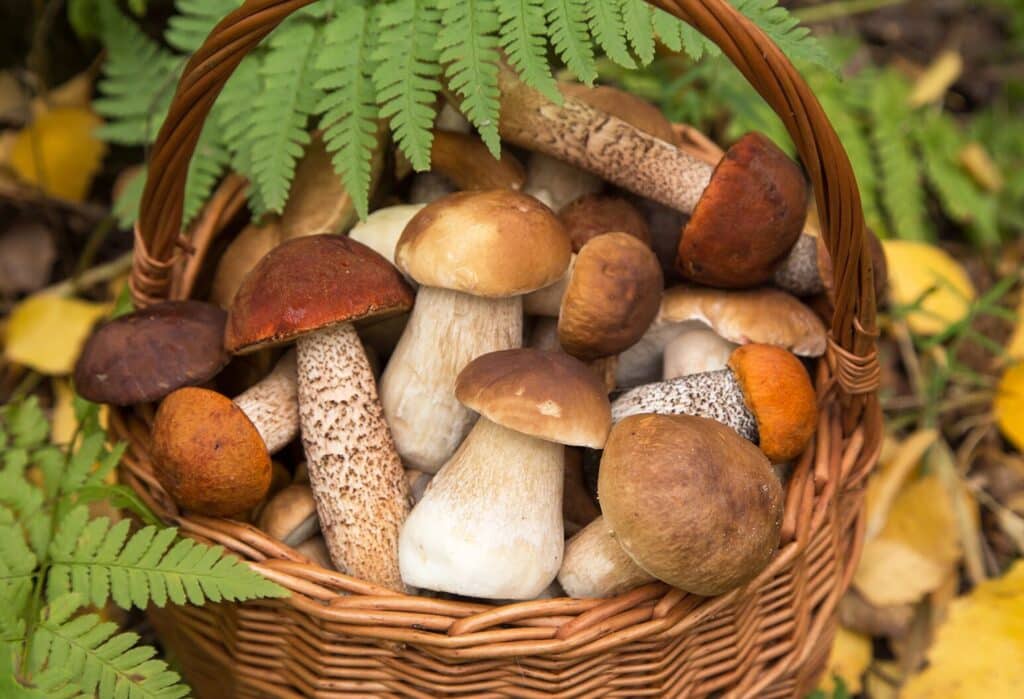 Mushrooms: Not Just for Dinner