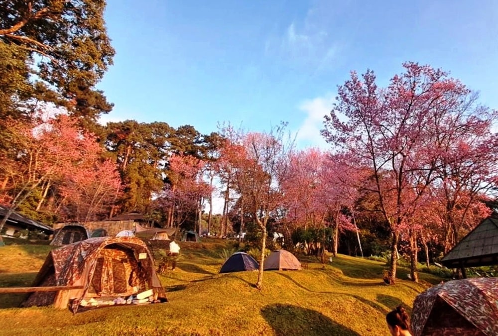Tourists Flock to Doi Suthep to See Sakura Trees in Full Bloom