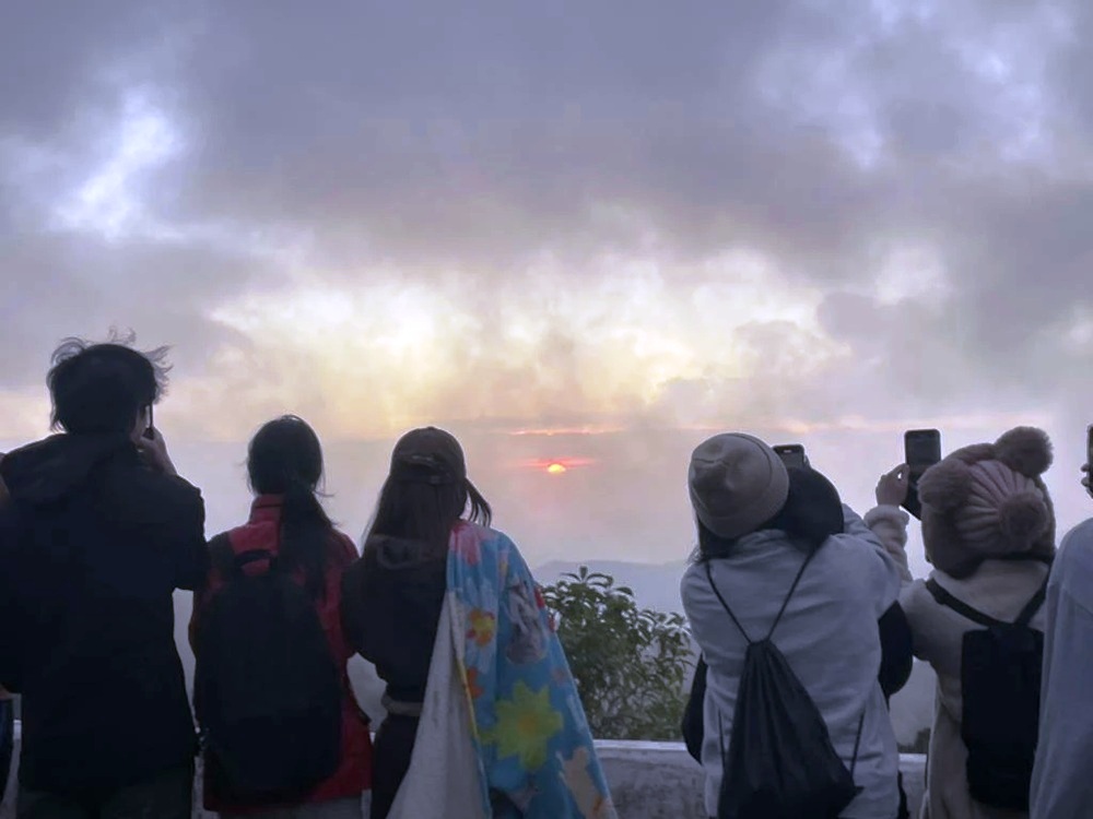 Tourists Flock to Doi Suthep to See Sakura Trees in Full Bloom