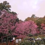Tourists Flock to Doi Suthep to See Sakura Trees in Full Bloom
