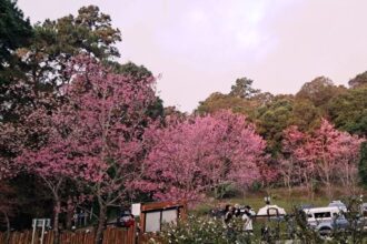Tourists Flock to Doi Suthep to See Sakura Trees in Full Bloom