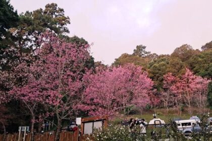 Tourists Flock to Doi Suthep to See Sakura Trees in Full Bloom