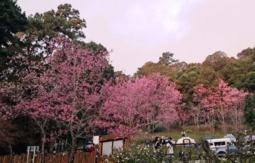 Tourists Flock to Doi Suthep to See Sakura Trees in Full Bloom