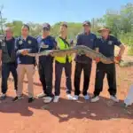 Giant Python Caught in Khon Kaen After Eating Local Dog