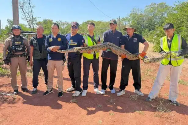 Giant Python Caught in Khon Kaen After Eating Local Dog