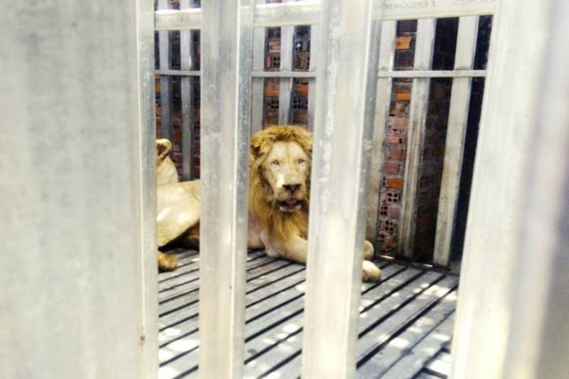 Starving Lions and Bears Rescued