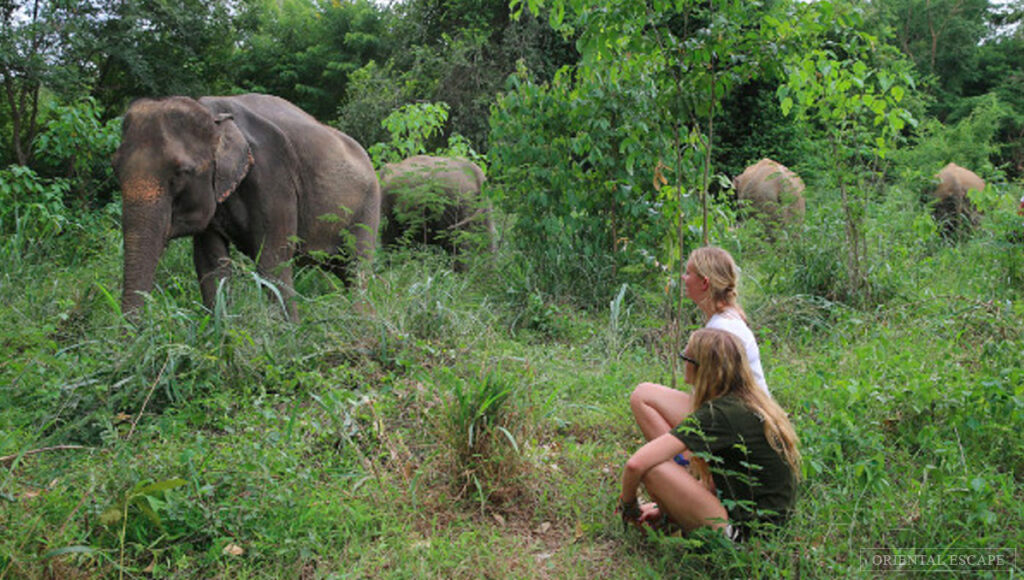 lephants & Hill Tribes