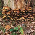 The Fascinating World of Mycology