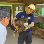 Himalayan Griffon Vulture