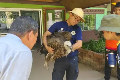 Himalayan Griffon Vulture
