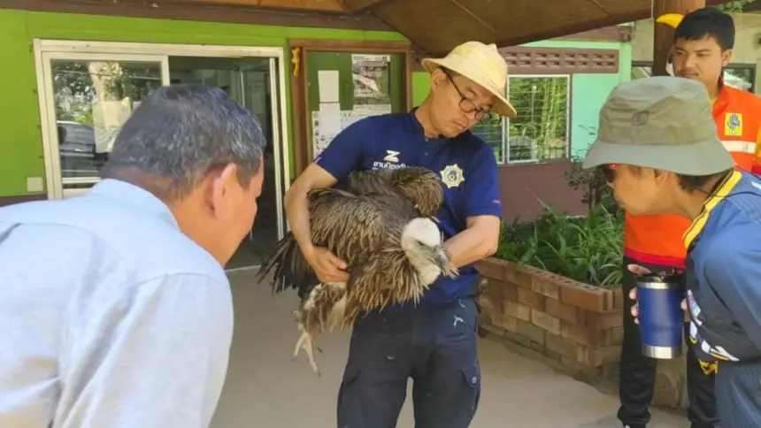 Himalayan Griffon Vulture