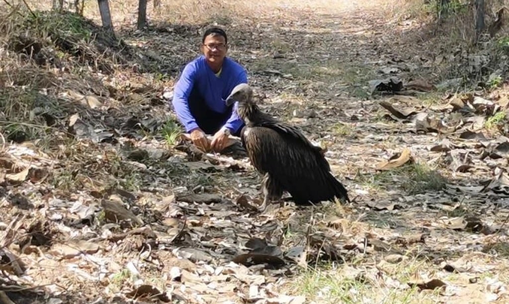 Himalayan Griffon Vulture