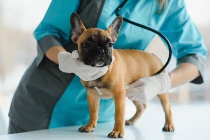 bordetella vaccine