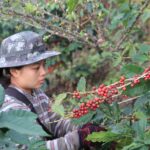 Specialty Coffee Chiang Rai