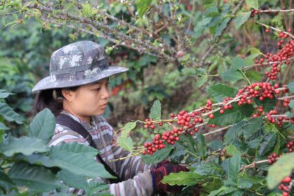 Specialty Coffee Chiang Rai