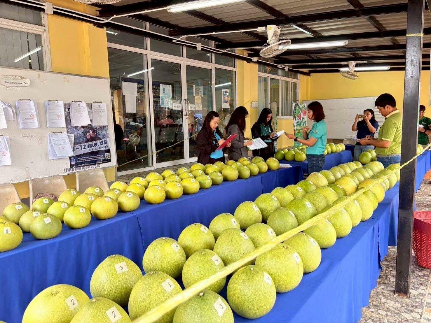 Chiang Rai's Wiang Kaen Pomelo” Gets New GI Status