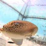 Thailand Releases Endangered Leopard Sharks Near Phuket to Rebuild Wild Numbers