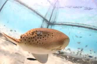 Thailand Releases Endangered Leopard Sharks Near Phuket to Rebuild Wild Numbers