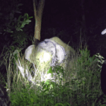 Thailand Uses Elephant Contraceptive Vaccine in Trat: What It Means and What’s Next