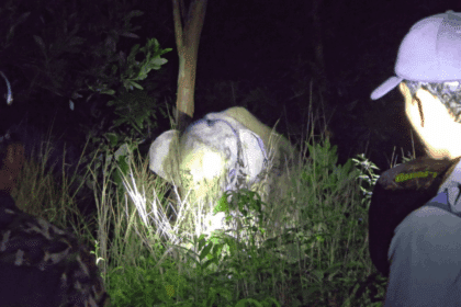 Thailand Uses Elephant Contraceptive Vaccine in Trat: What It Means and What’s Next