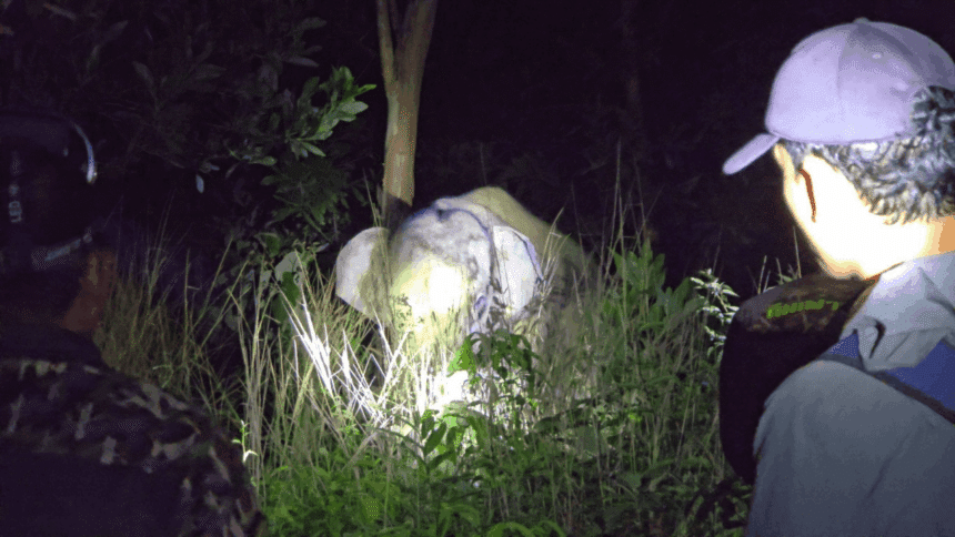 Thailand Uses Elephant Contraceptive Vaccine in Trat: What It Means and What’s Next