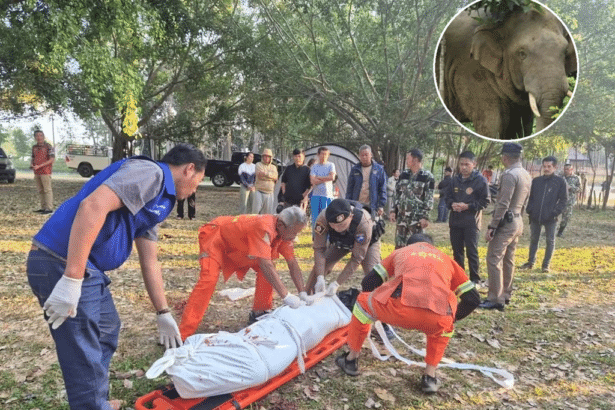 Wild Elephant Stomps Camper to Death