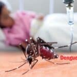 Dengue Fever in Thailand 2026