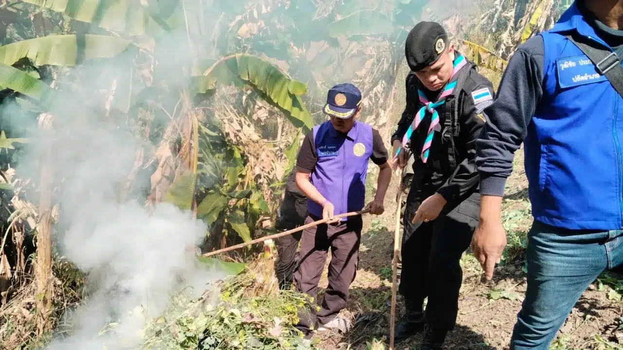 Pha Muang Task Force Destroys Opium Poppy Field