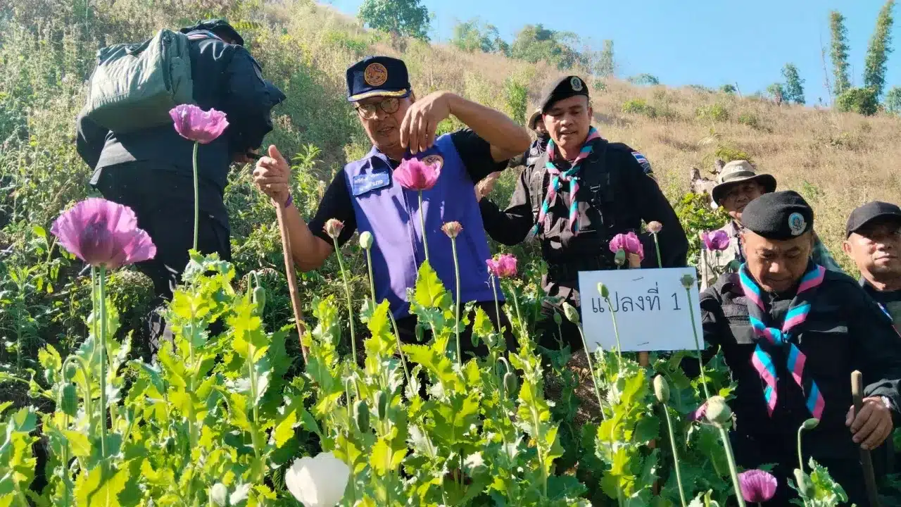 Pha Muang Task Force Destroys Opium Poppy Field
