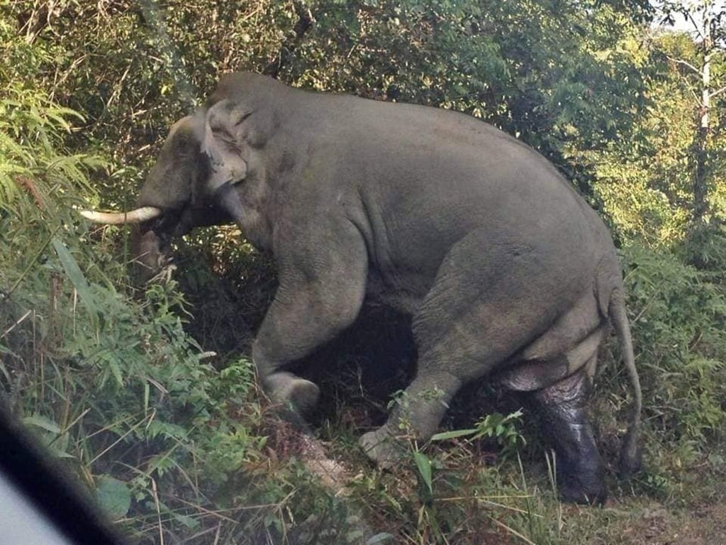 Elephant Blamed for Several Deaths