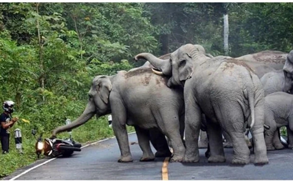 elephants Khao Yai National Park