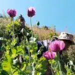 Pha Muang Task Force Destroys Opium Poppy Field