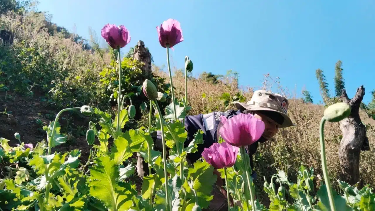 Pha Muang Task Force Destroys Opium Poppy Field