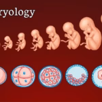 IVF: Why is Infrastructure Important During Embryology?