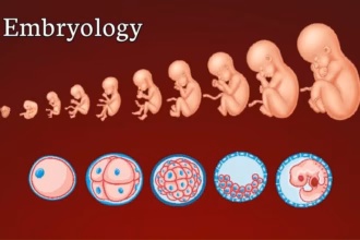 IVF: Why is Infrastructure Important During Embryology?