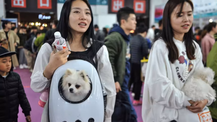 Millennials in China Choosing Pets Over Parenthood