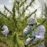 How Thailand Plans to Supercharge its Billion-Baht Cannabis Exports