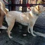 Chiang Rai Animal Control Declares Rabies Zone After Outbreak in Mae Sai