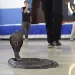 Cobra Snake Crawls Inside His Pants, wildlife