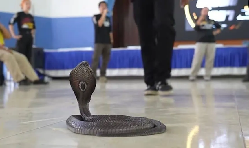 Cobra Snake Crawls Inside His Pants, wildlife