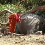 Elephants, Chiang Mai, flooding