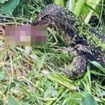 Monitor Lizard Found Eating Infant’s Remains